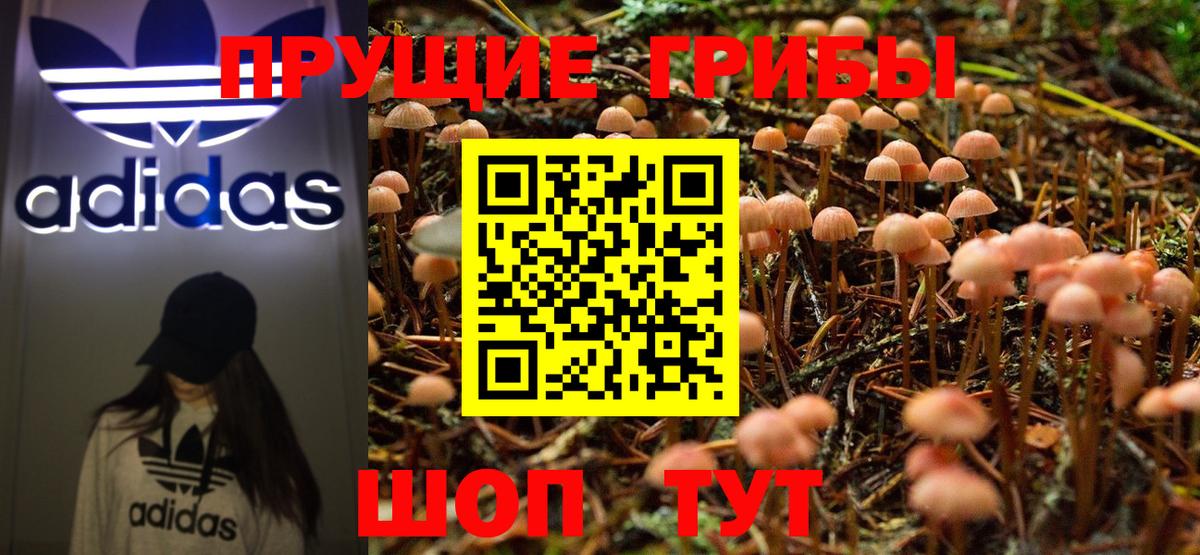 Псилоцибиновые грибы Psilocybine cubensis Боровичи